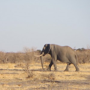 Elephant Botswana