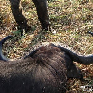 Buffalo Mozambique