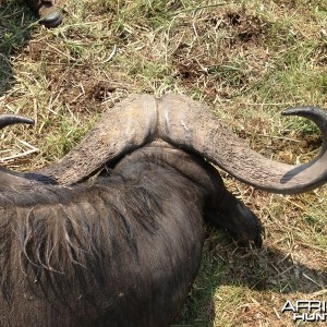 Buffalo Mozambique