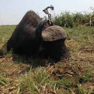 Buffalo Mozambique