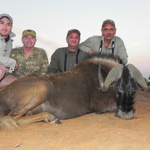 Black Wildebeest hunt with Wintershoek Johnny Vivier Safaris