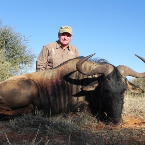 Blue Wildebeest hunt with Wintershoek Johnny Vivier Safaris