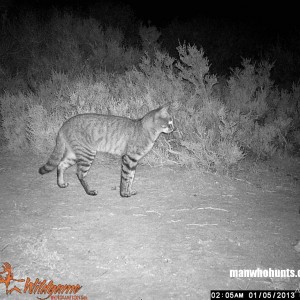 African Wildcat on trailcamera