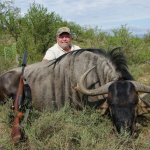 Blue Wildebeest