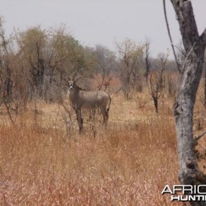 Hwange Park Roan