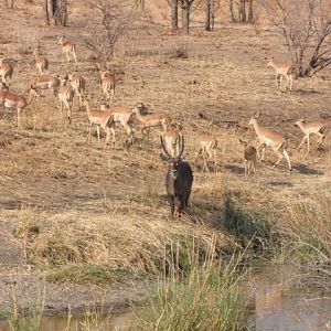 Waterbuck & Impala City