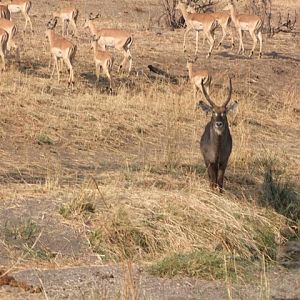 Waterbuck & Impala City