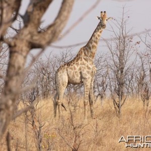 Giraffe