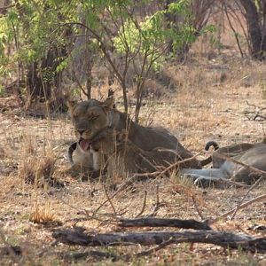 Lioness and Cub