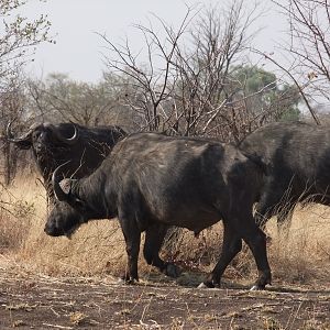 Hwange - Robins Camp Bulls