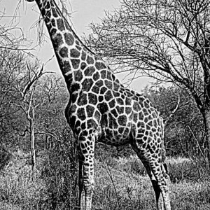 Giraffe