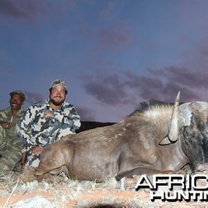 Black Wildebeest hunt with Wintershoek Johnny Vivier Safaris