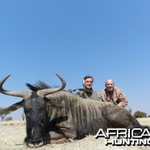 Blue Wildebeest hunt with Wintershoek Johnny Vivier Safaris