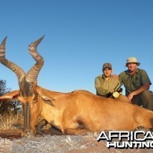 Red Hartebeest hunt with Wintershoek Johnny Vivier Safaris