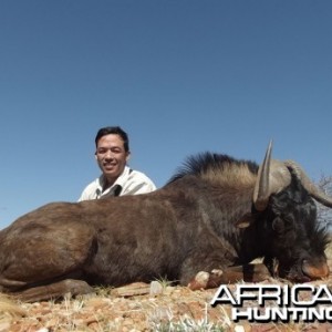 Black Wildebeest hunt with Wintershoek Johnny Vivier Safaris