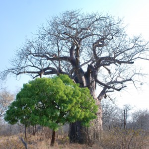 Baobab, again