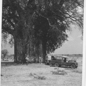 Enormous Baobab