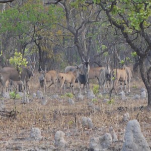 eland on takeri