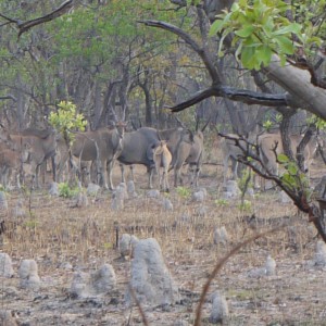 nice mature eland bull on takeri