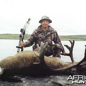 Big Caribou