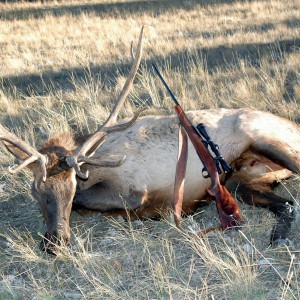 My 2013 Bull Elk and my .300 Weatherby