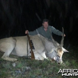 Eland Bull