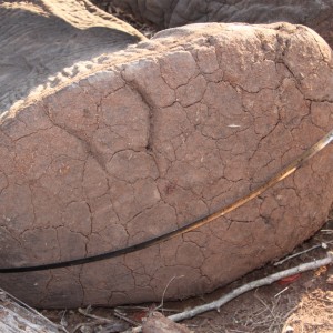 Elephant foot