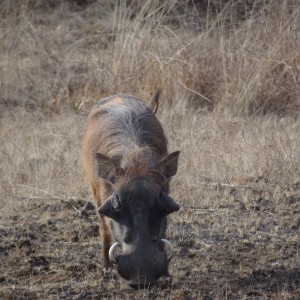 Warthog