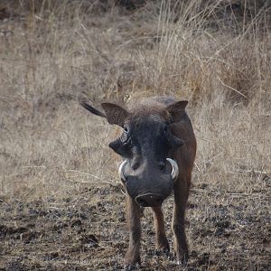 Warthog