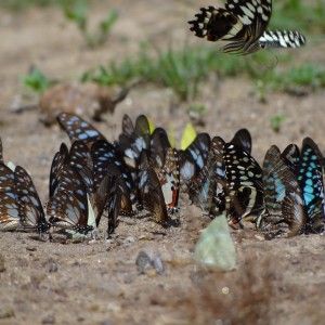 Butterflies