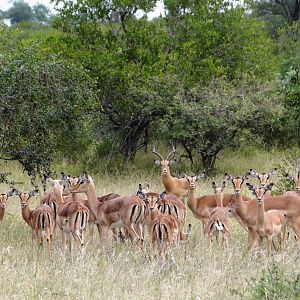 Impala