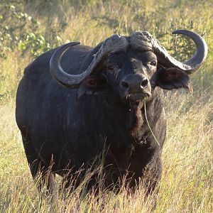 Buffalo