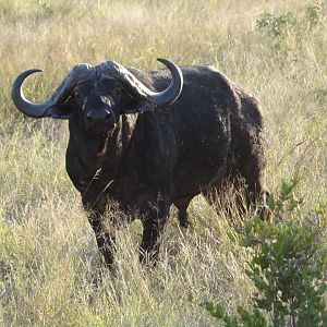 Buffalo