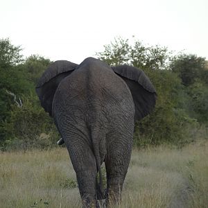 Elephant