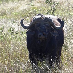 Buffalo