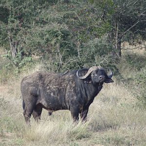 Buffalo