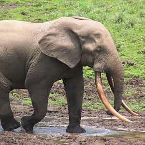 Forest Elephant