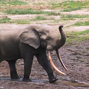 Forest Elephant