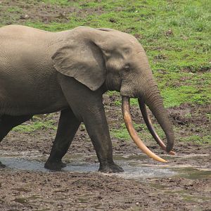 Forest Elephant