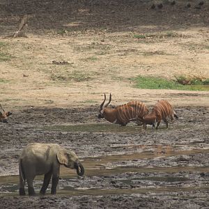 Forest Elephant and Bongo