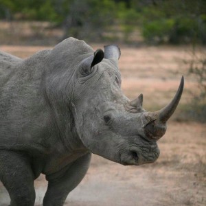 White Rhino