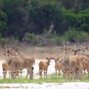 Eland Tanzania