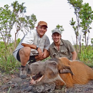 Red River Hog ~ Central African Republic