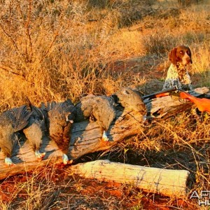 Upland Bird Hunts ~ South Africa