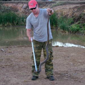 Mozambique Spitting Cobra