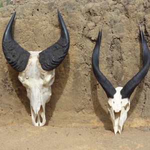 Buffalo and Sitatunga