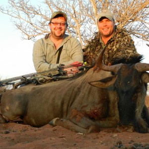 management blue wildebeest cow