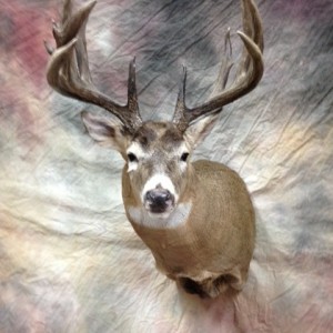 Taxidermy Whitetail