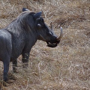 Warthog Tanzania