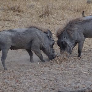 Warthog fight Tanzania